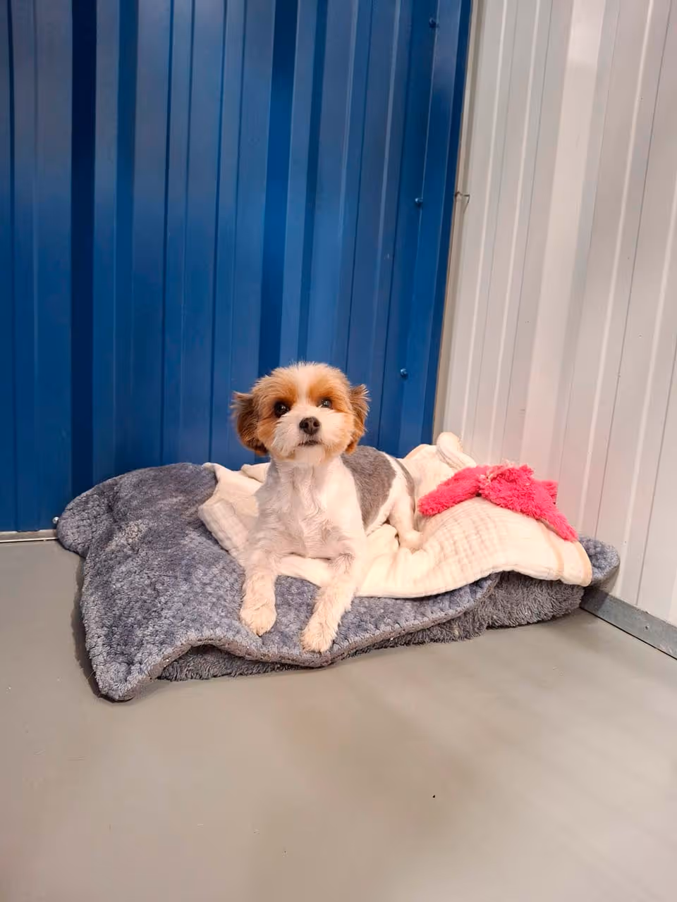 Small dog with white and brown fur lying on gray and white blankets with a pink plush star on a gray floor, against blue and white paneled walls.