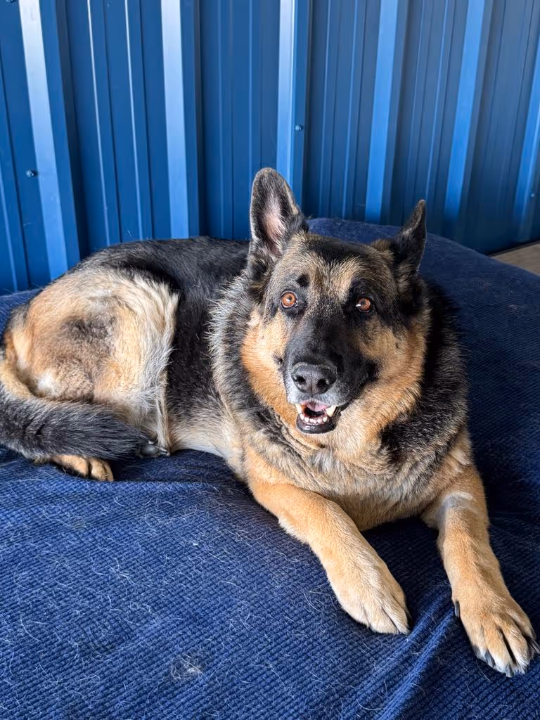 German Shepherd dog lying on a blue textured blanket against a blue paneled wall, looking attentively forward with mouth slightly open.