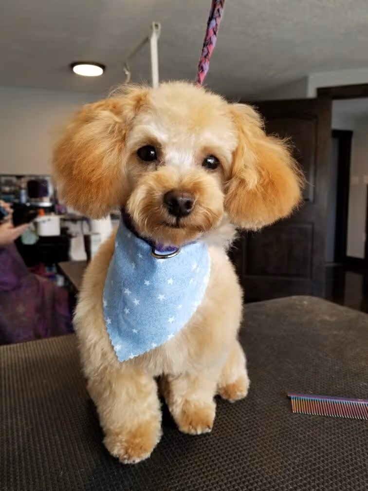 Small fluffy light brown dog with a blue star-patterned bandana sitting on a table indoors.