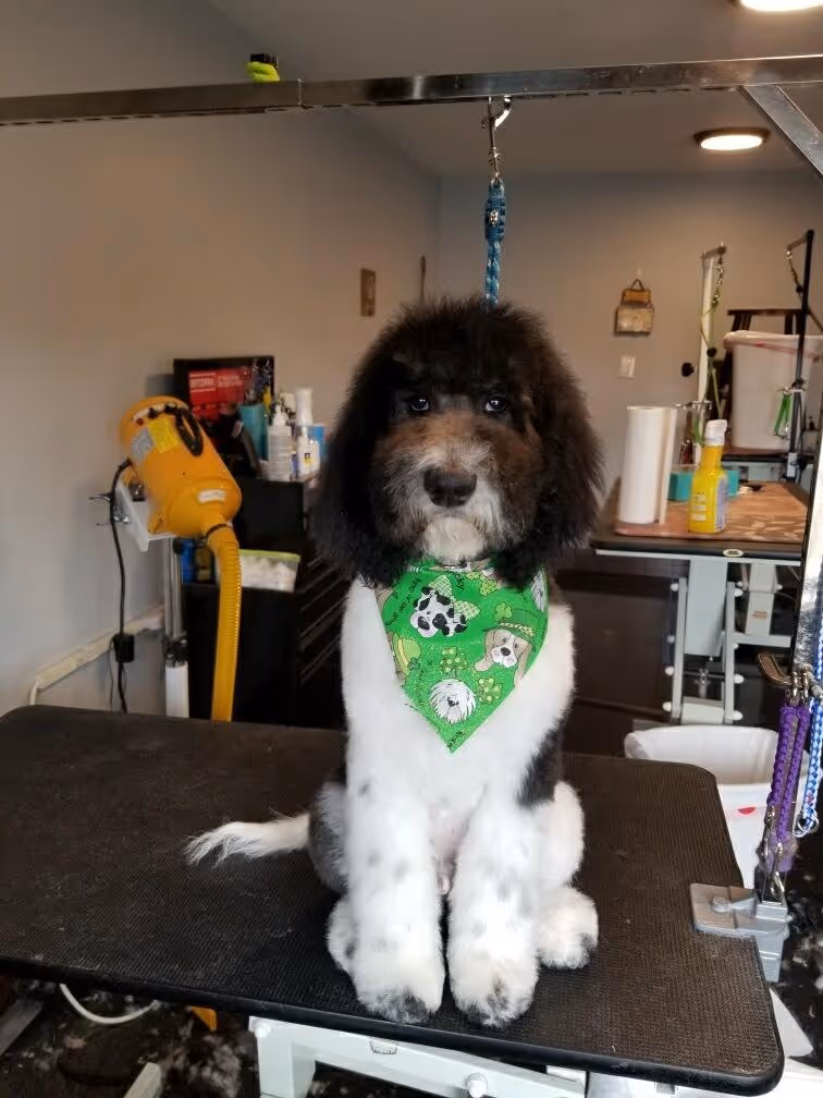 Black and white dog with curly fur wearing a green bandana sitting on a grooming table in a grooming salon.