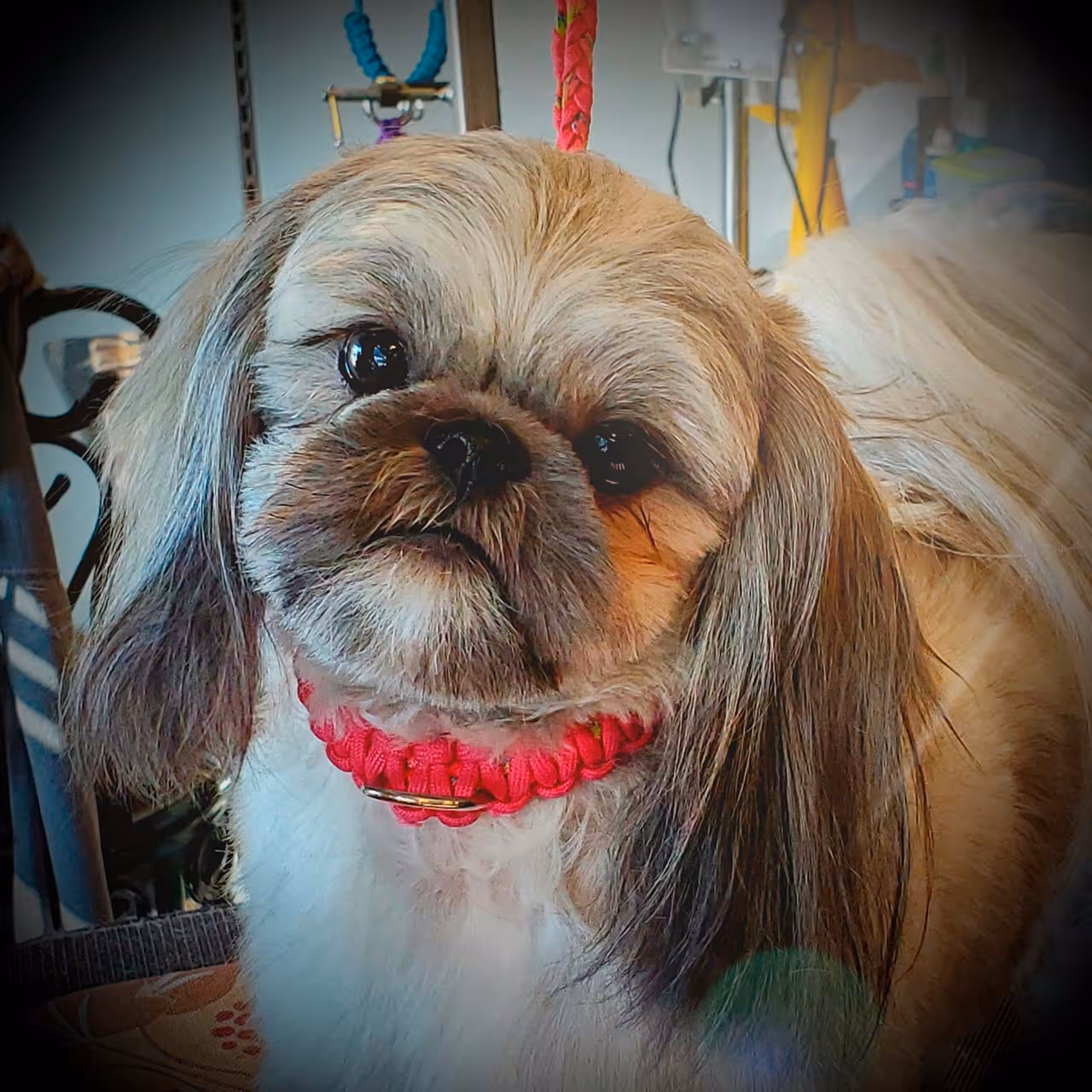 Close-up of a small dog with long fur and a bright red collar, looking attentively at the camera.