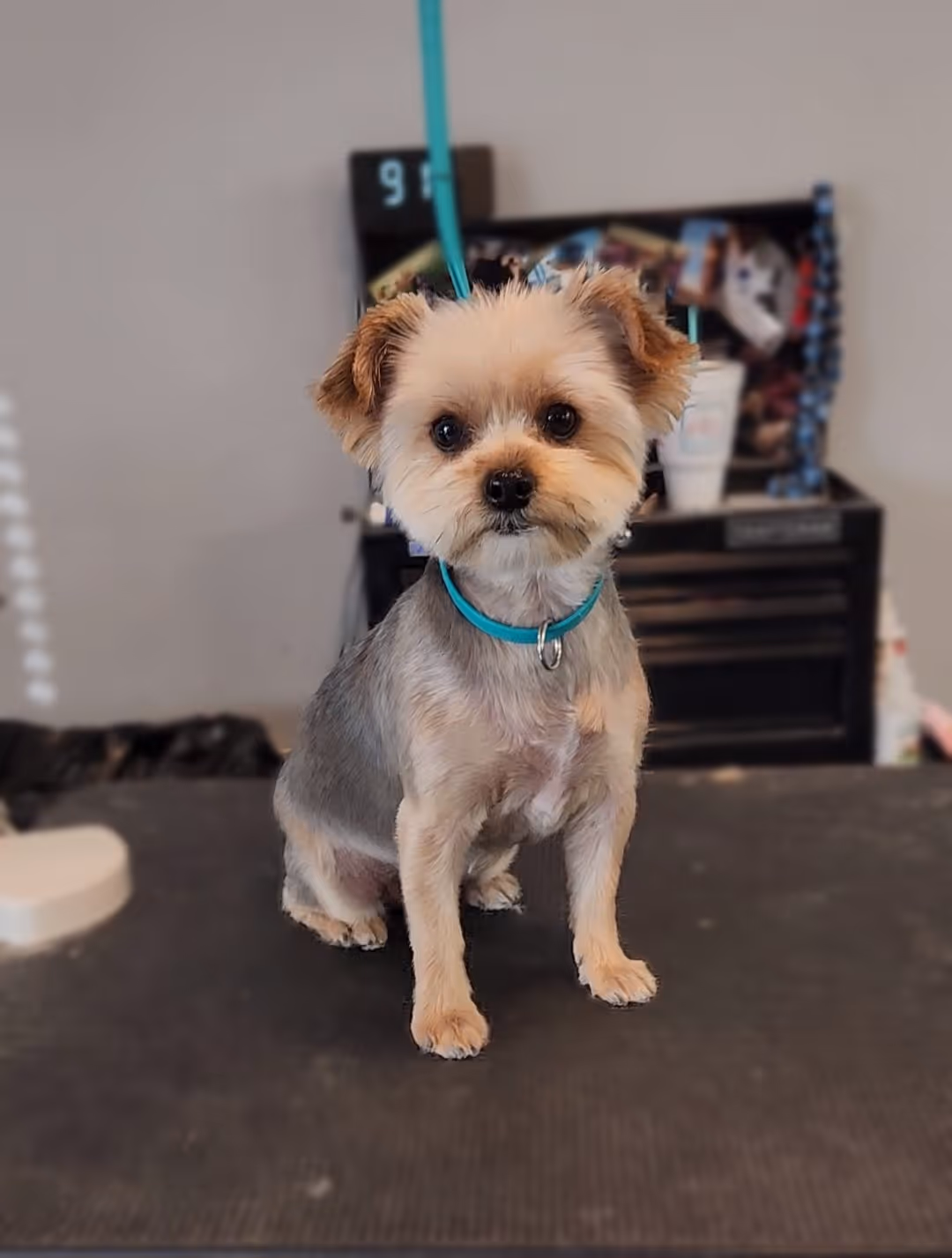 image of a dog being groomed