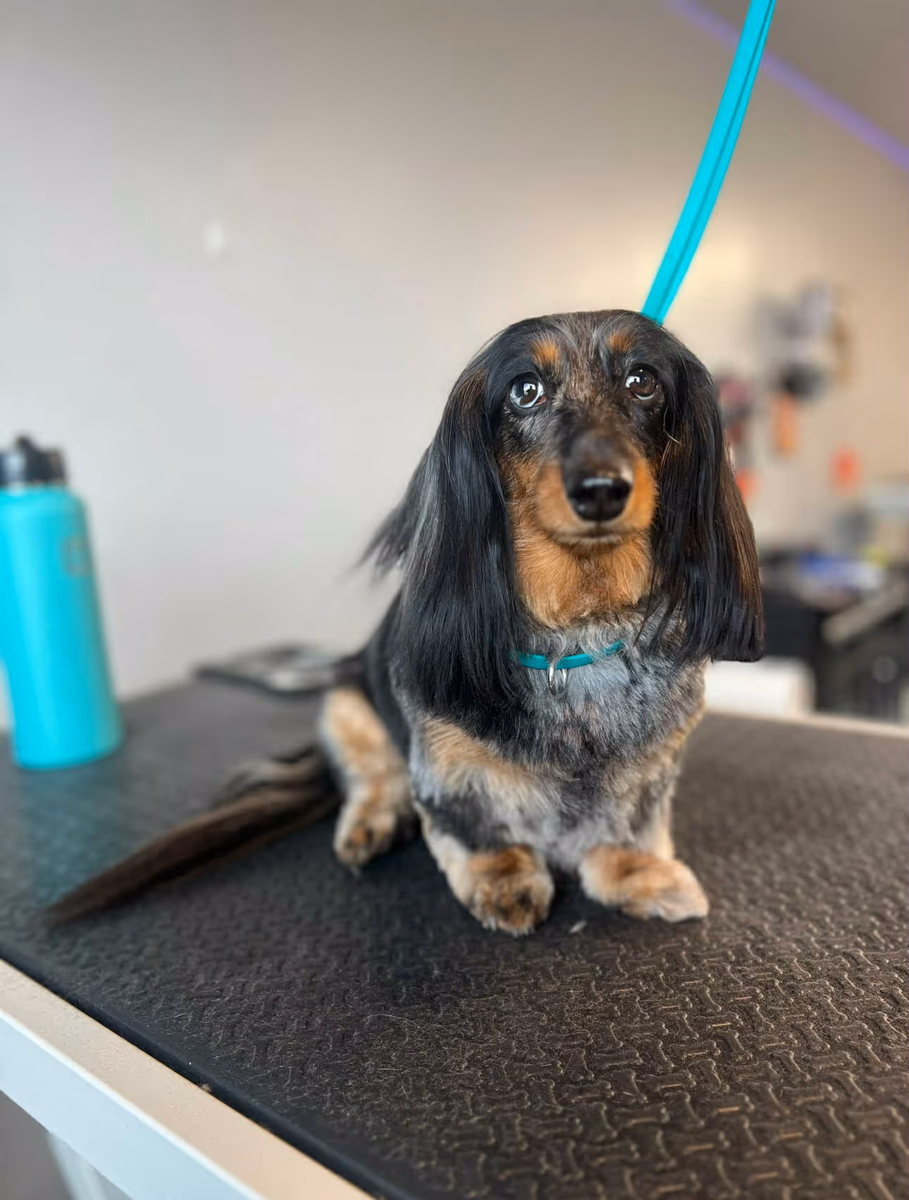 Dachshund dog with black and tan fur sitting on a grooming table with a blue leash attached.
