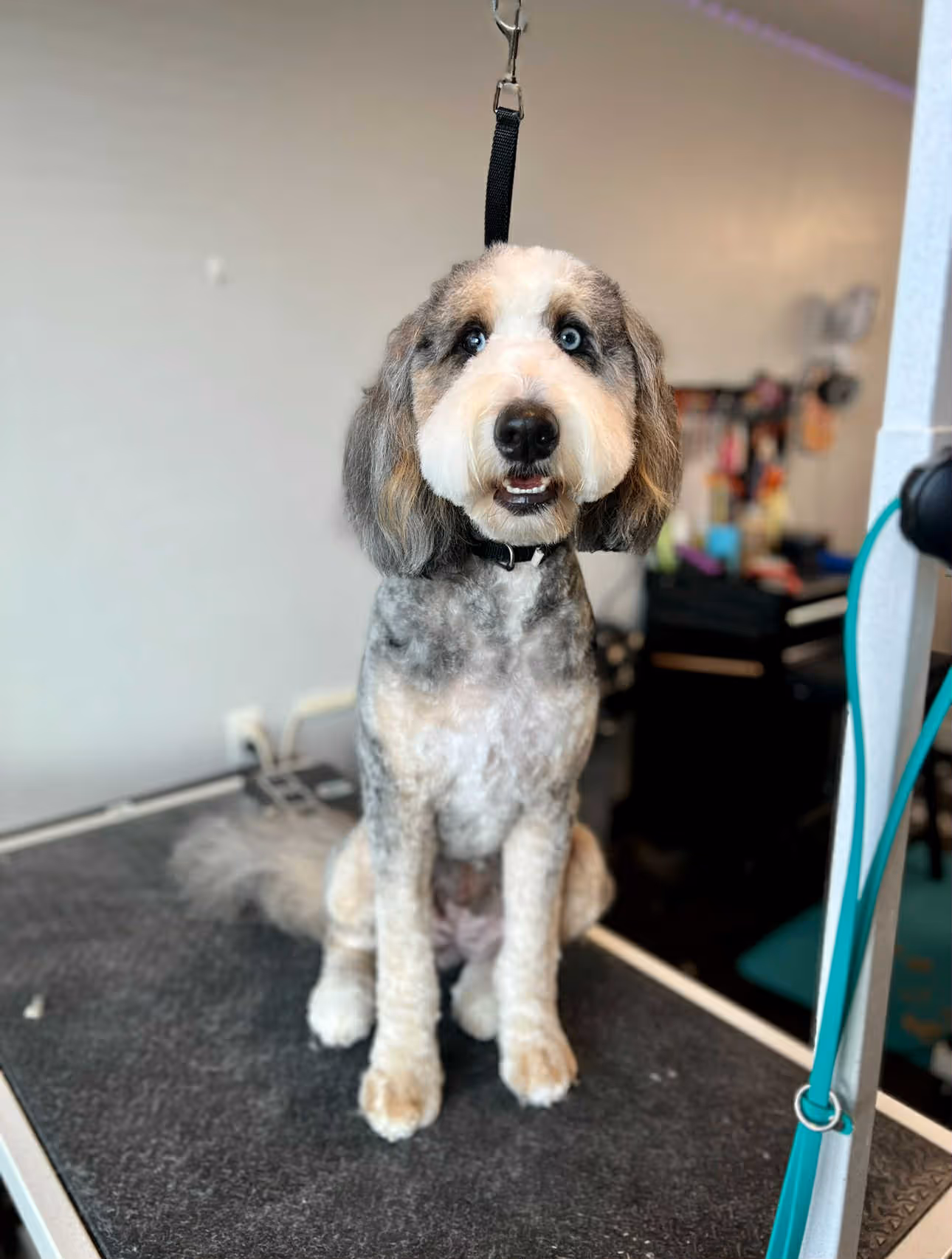 A freshly groomed medium-sized dog with a black and white coat and blue eyes sitting on a grooming table with a black leash attached above.