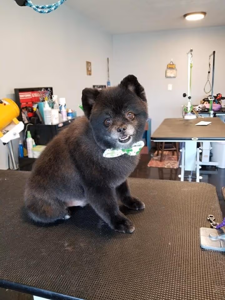 image of a dog being groomed