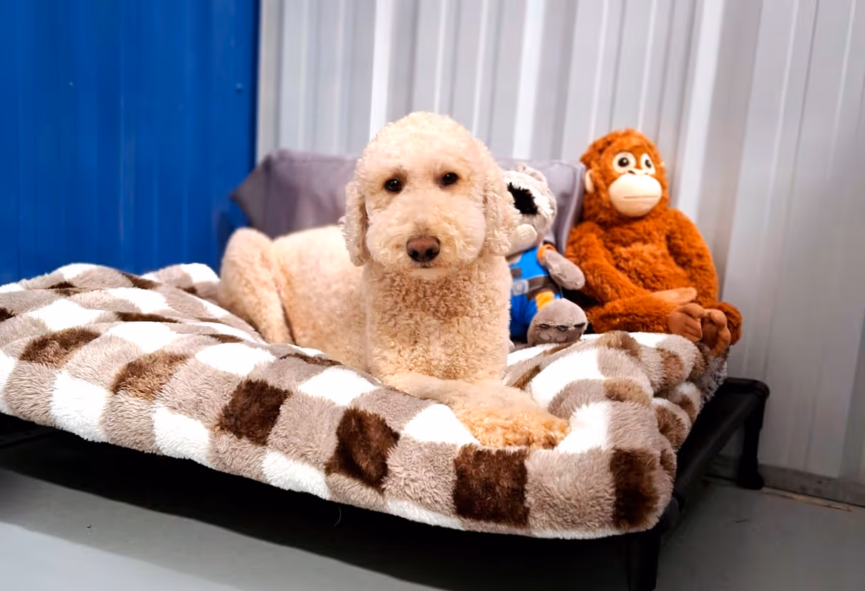 image of a dog enjoying a blow-dry session