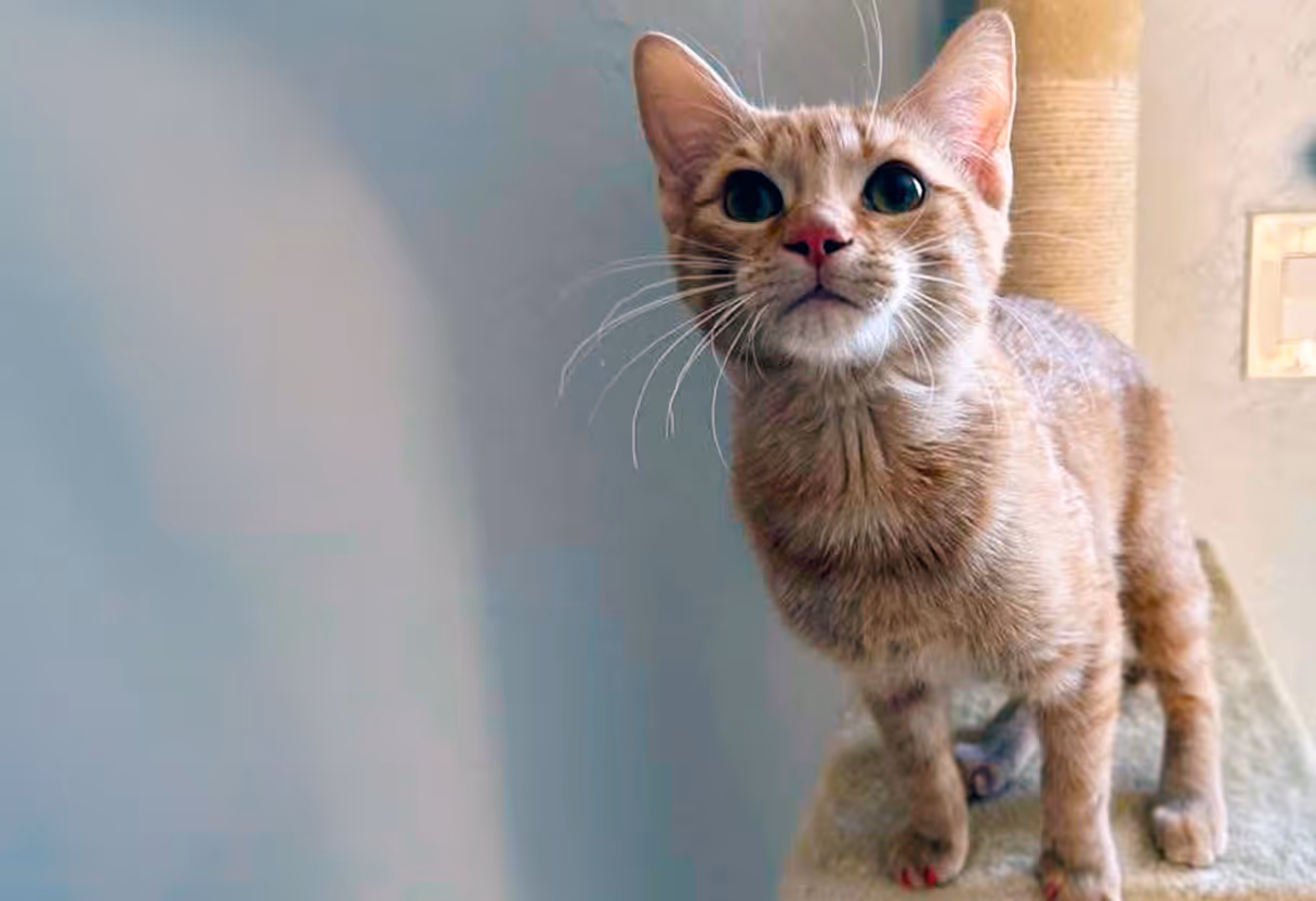 image of a dog enjoying a blow-dry session