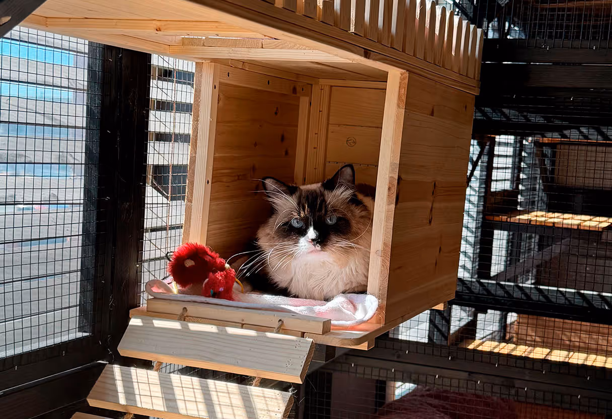 image of a dog being groomed