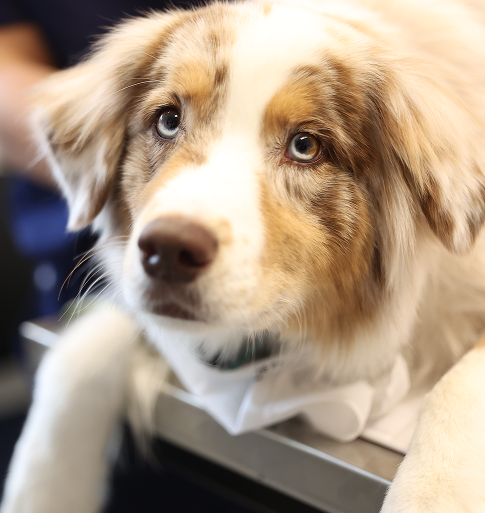 dog being examined by veterinary ophthalmology team
