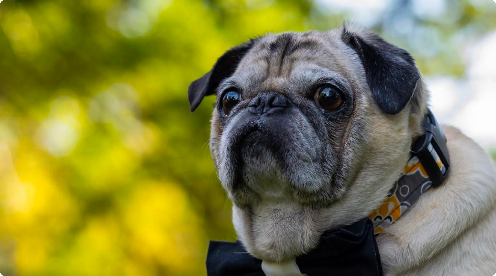 Jasper - Treated by Dr. Andréa Minella