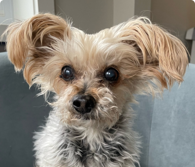 Shea - Treated by Dr. Andréa Minella