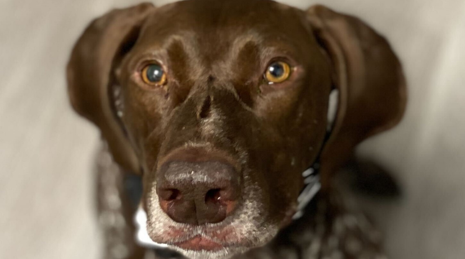 Treated by Dr. Andréa Minella