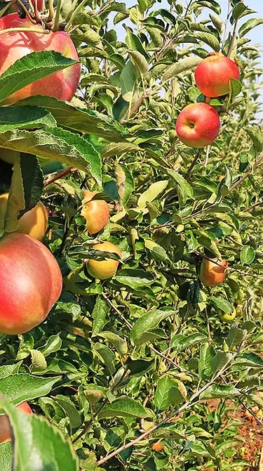 Du verger au bureau — article blog L'Écrin des Terroirs