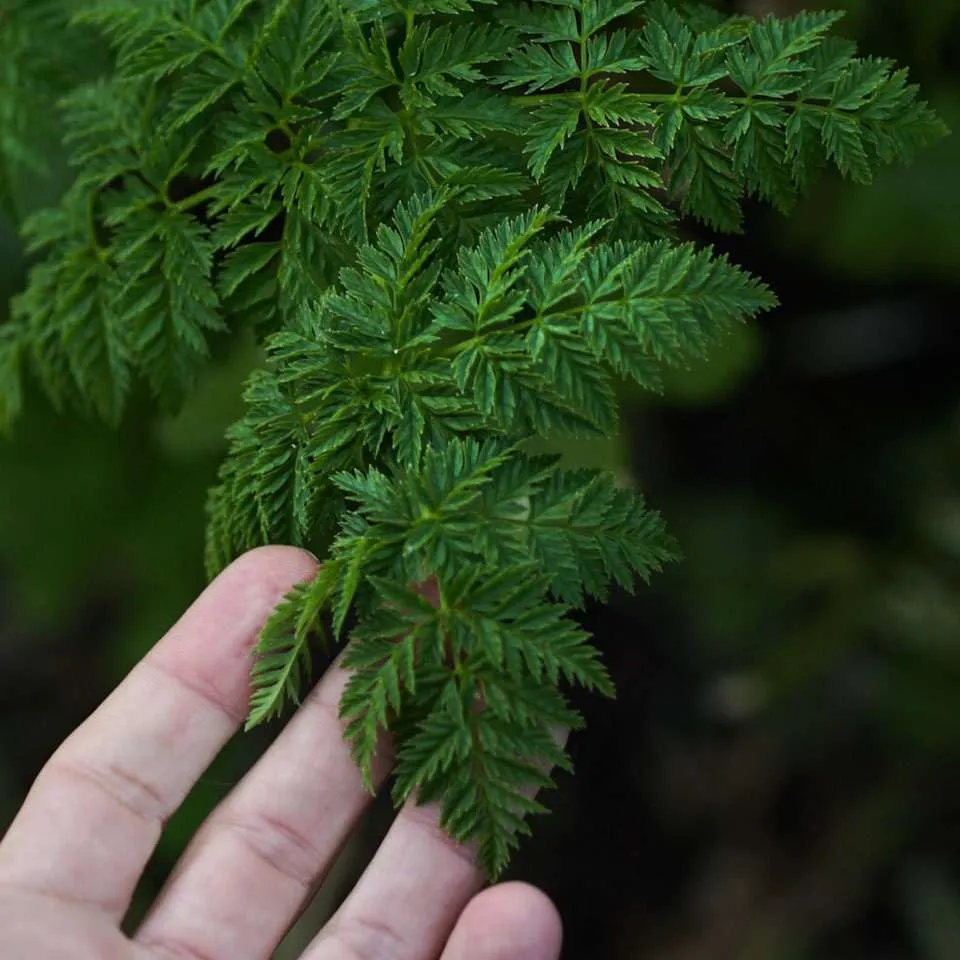 Artistree's custom designed Yoki treehouse in Austin, Texas.