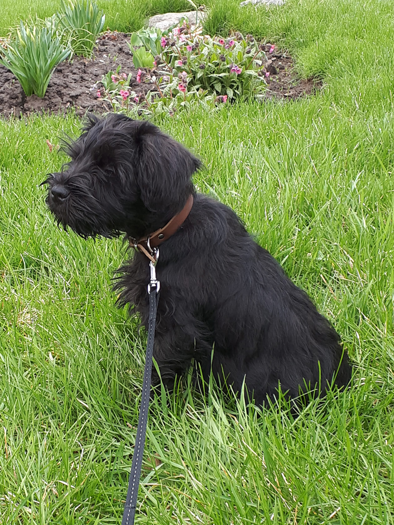 A mini schnauzer named Luna when she was a puppy in the grass outside