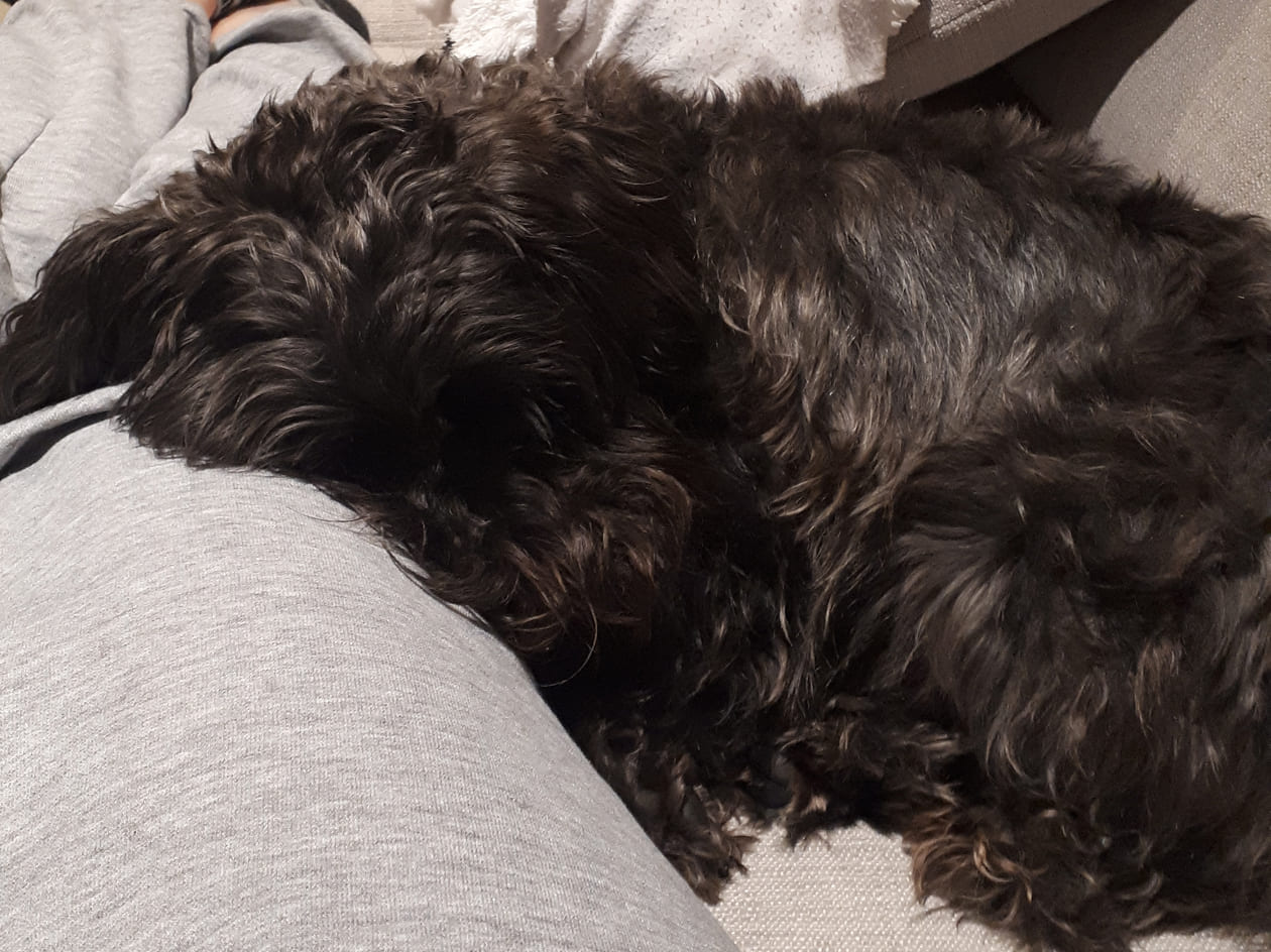 A black mini shanuzer named Luna sleeping