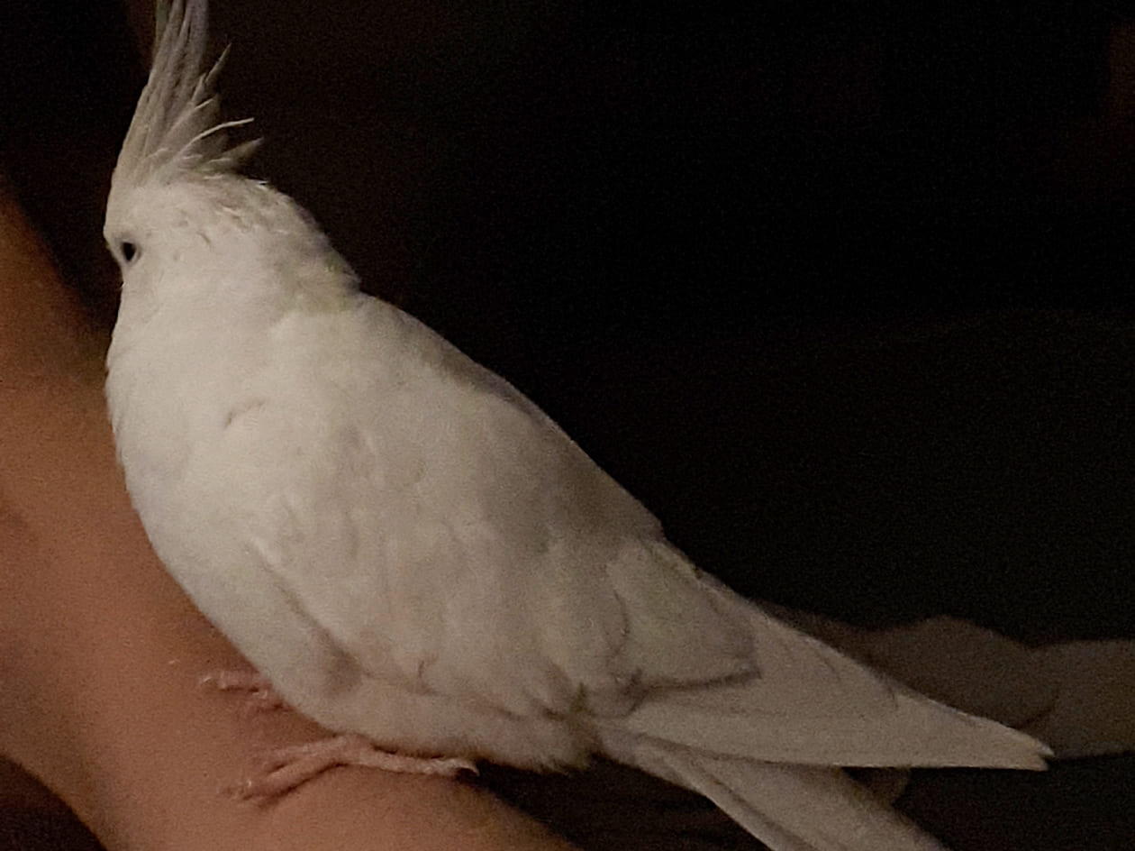 Candy, a white albino cockatiel