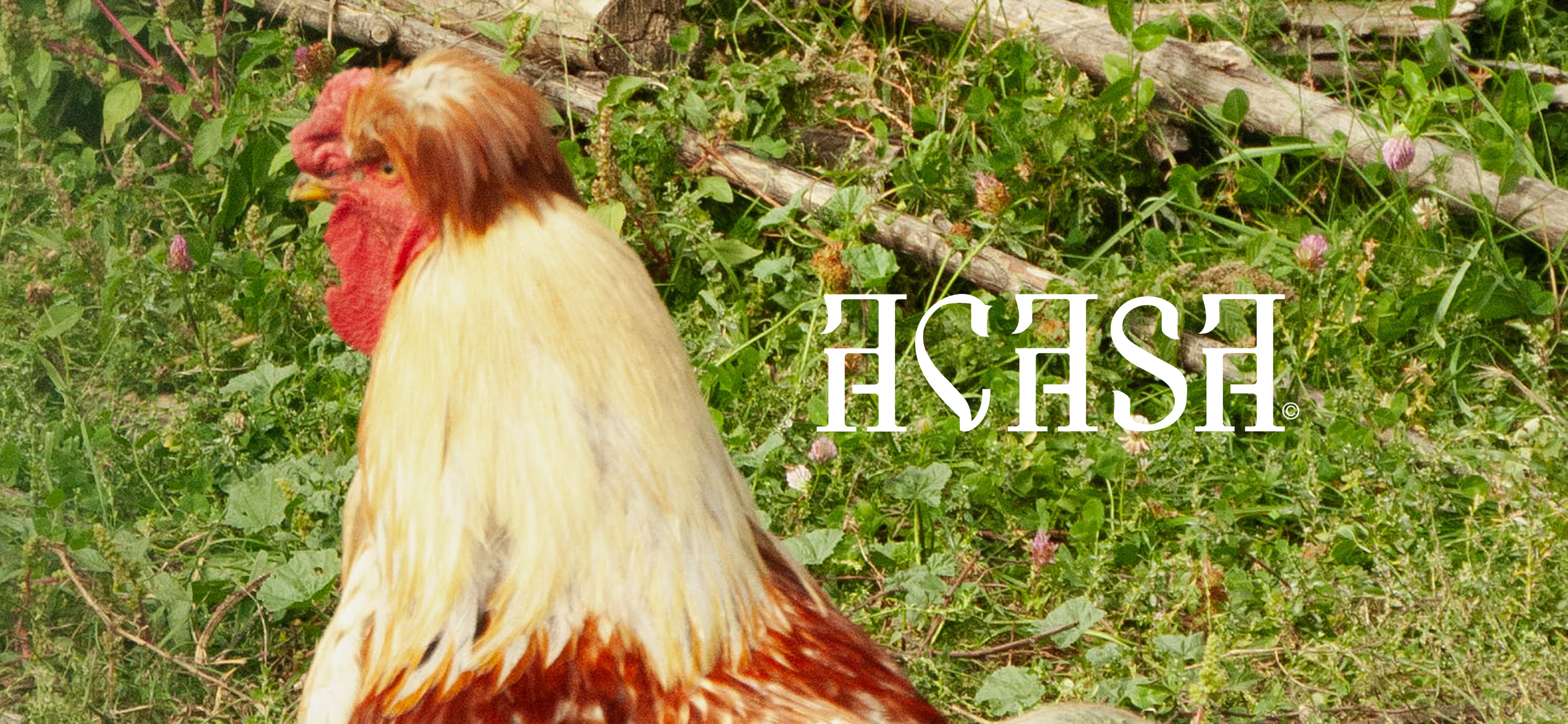 Acasa Logo ontop of image of a rooster