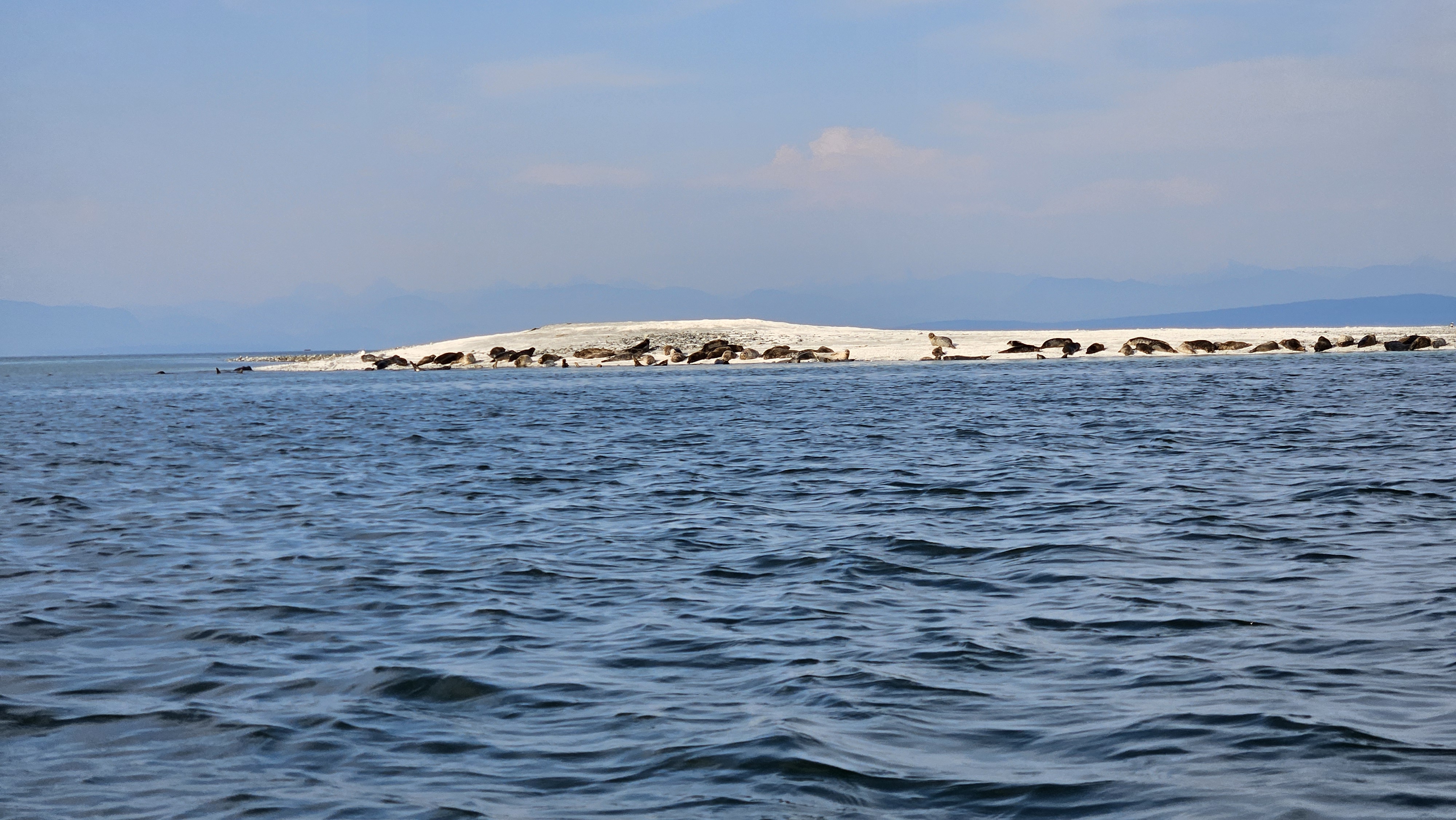 Seals on an island