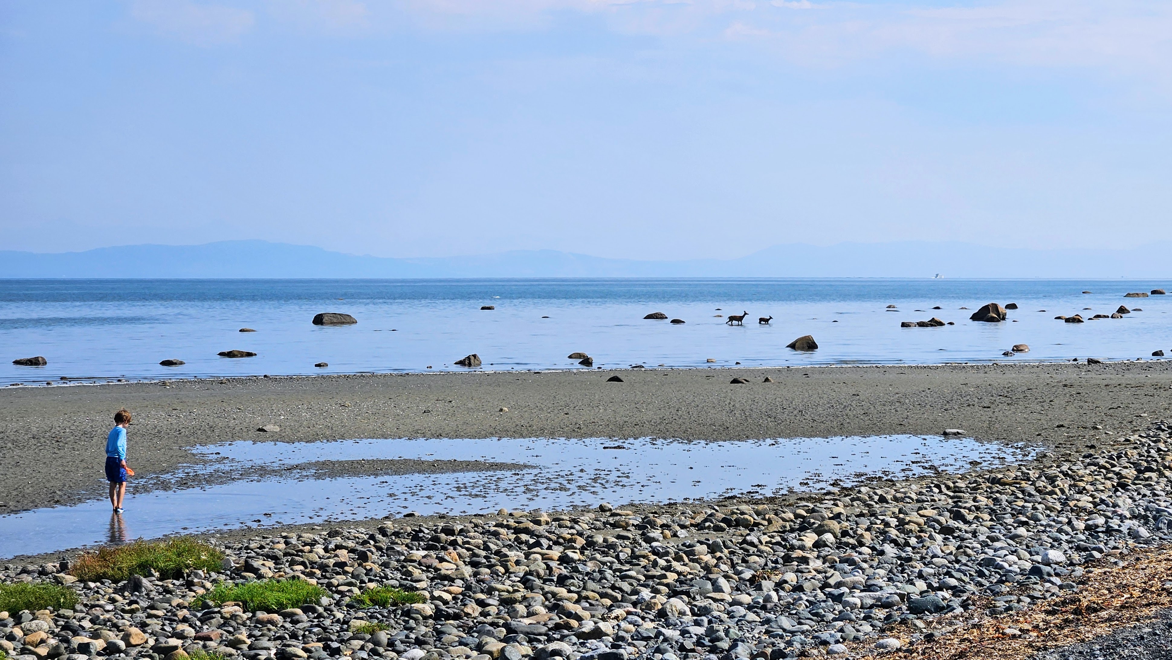 Dear walking in the sea