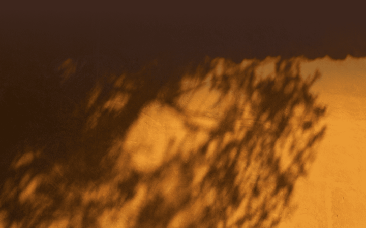 Blurred shadow of tree branches cast on a textured warm-colored wall.