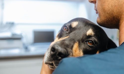 sick dog with vet indicating toxic foods for dogs