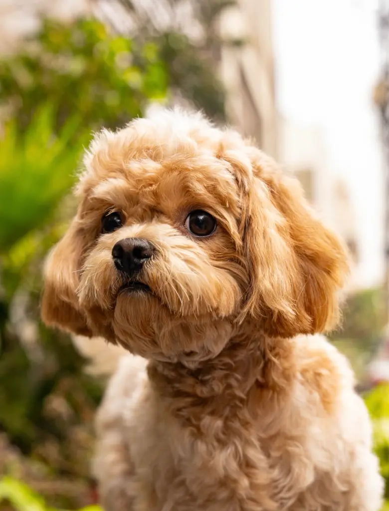 Fotografia di cani Milano e Lombardia - Cover Page Agency