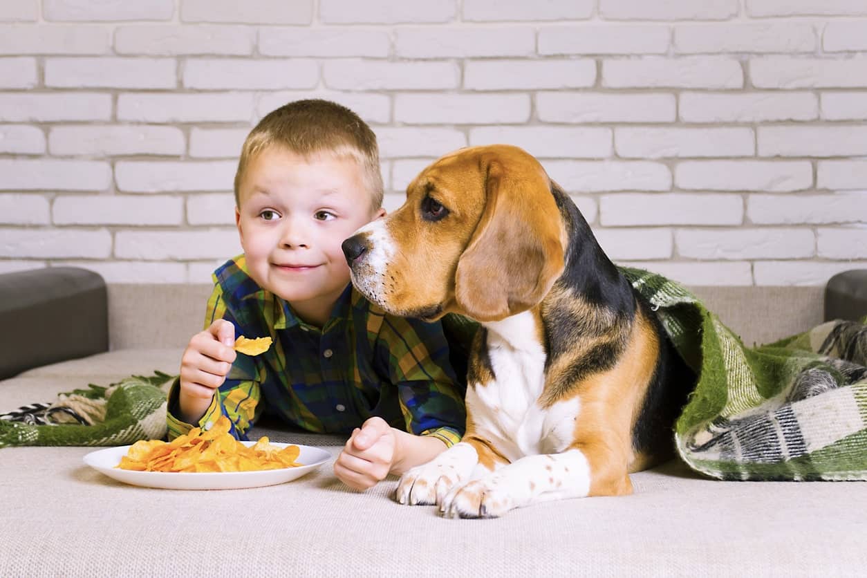 Most human processed foods are not safe for dogs due to high salt, sugar, fat, and toxic additives like xylitol, onions, or garlic. Learn more below.