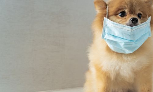 To keep your dog safe, avoid feeding them the below foods. These items can cause severe illness, including kidney failure, anemia, pancreatitis, or death.