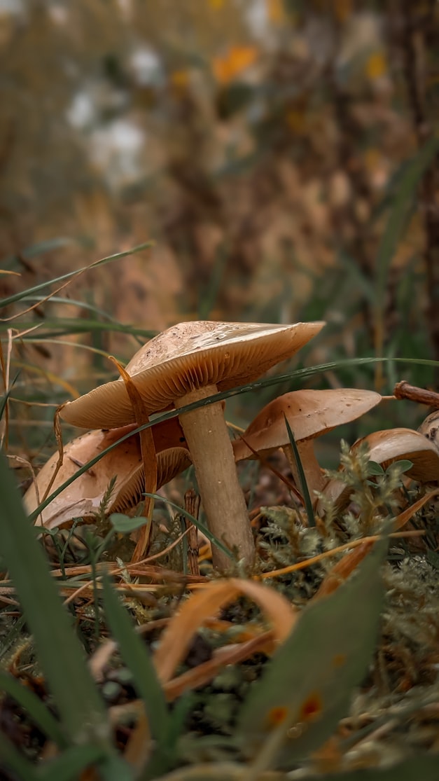 Can Dogs Eat Wild Mushrooms?