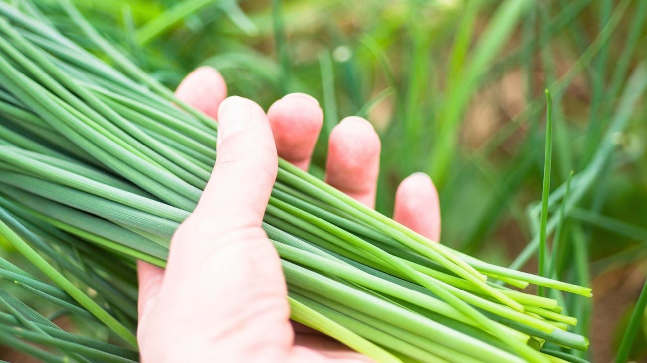 Can Dogs Eat Chives?