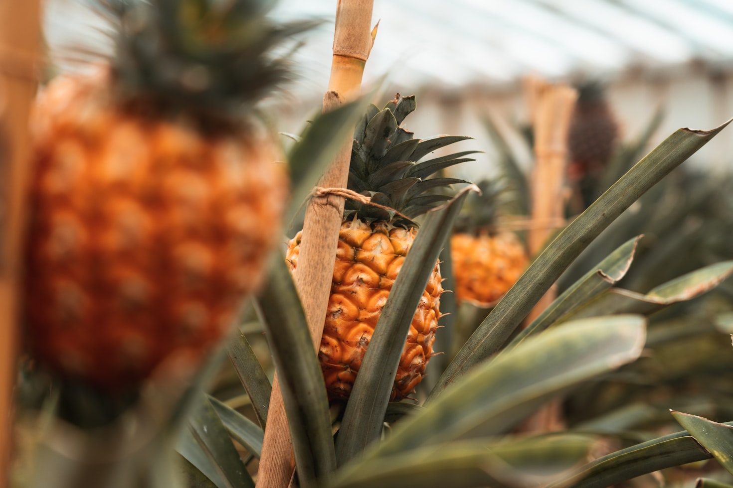 Can Dogs Eat Pineapple?