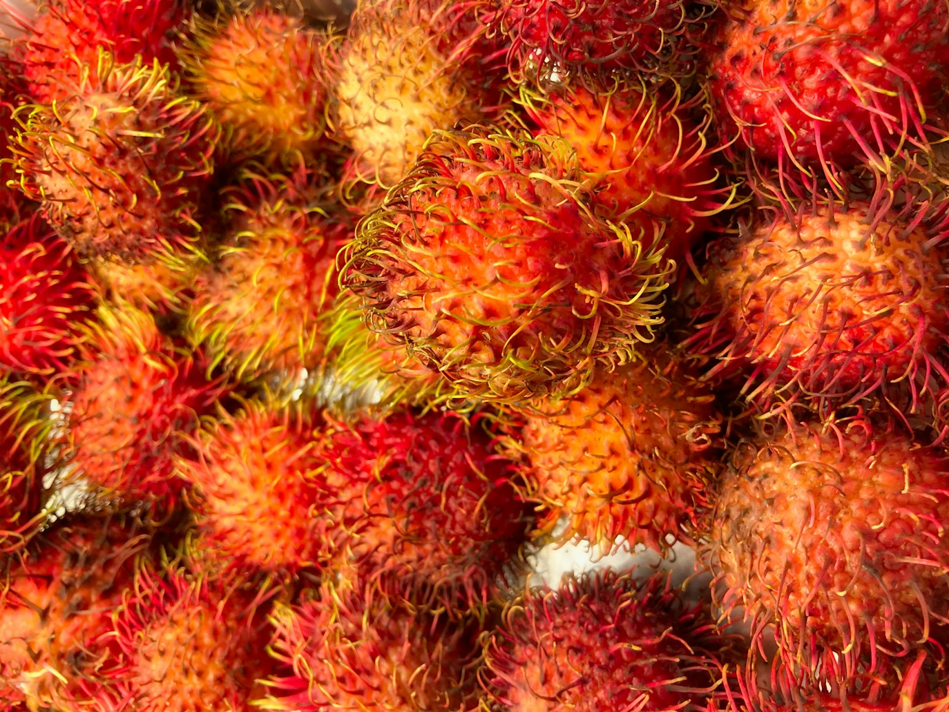 Can Dogs Eat Rambutan?