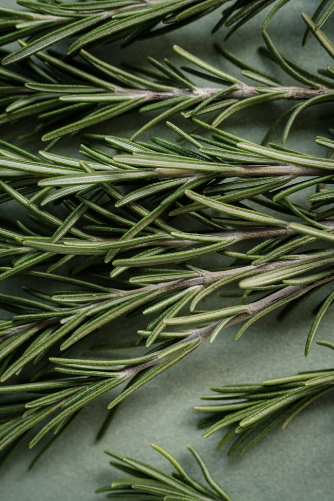 Can Dogs Eat Rosemary?