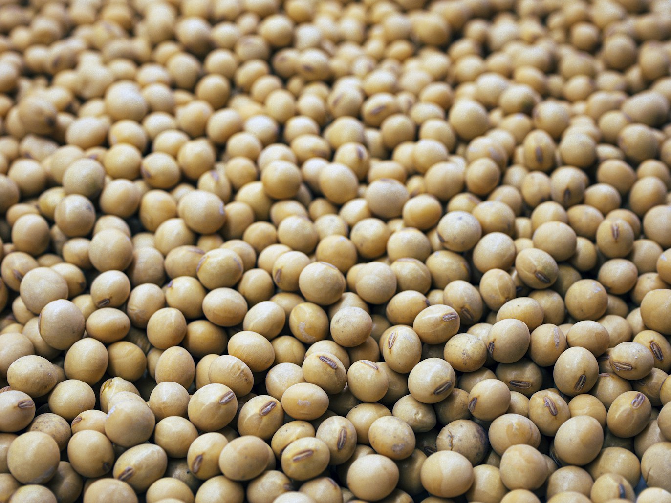 Can Dogs Eat Soy?
