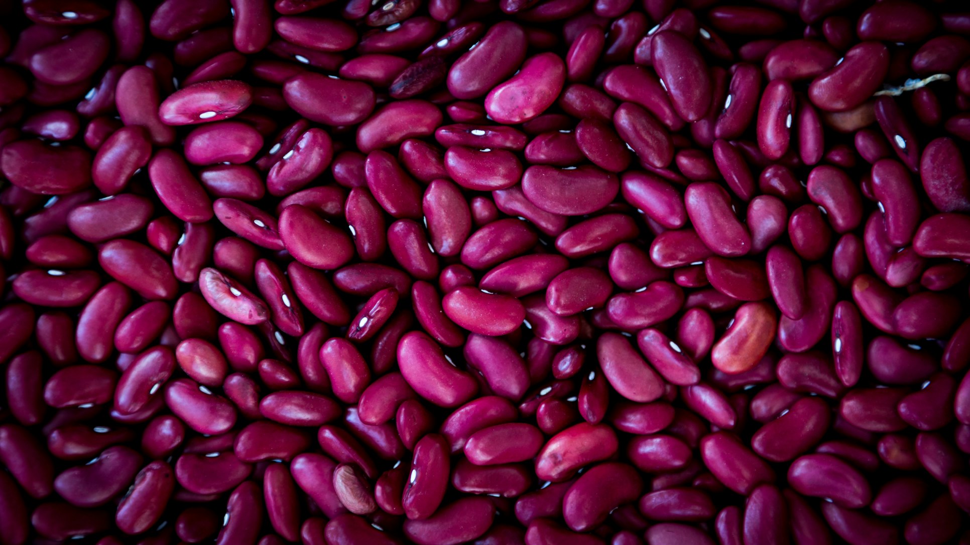 Can Dogs Eat Kidney beans?