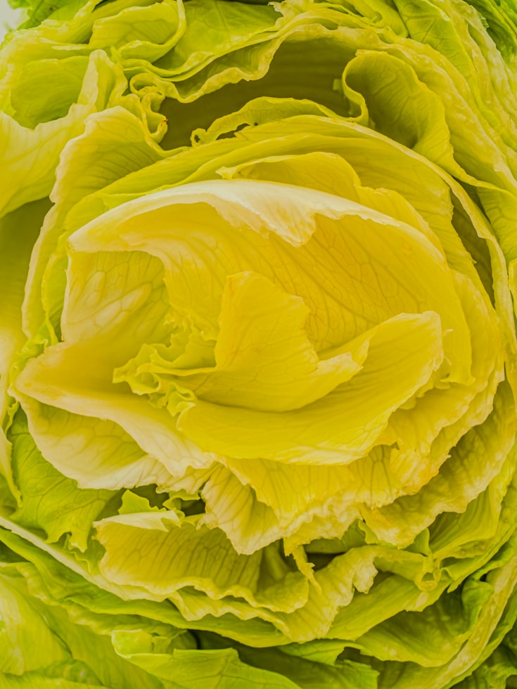 Can Dogs Eat Iceberg Lettuce?