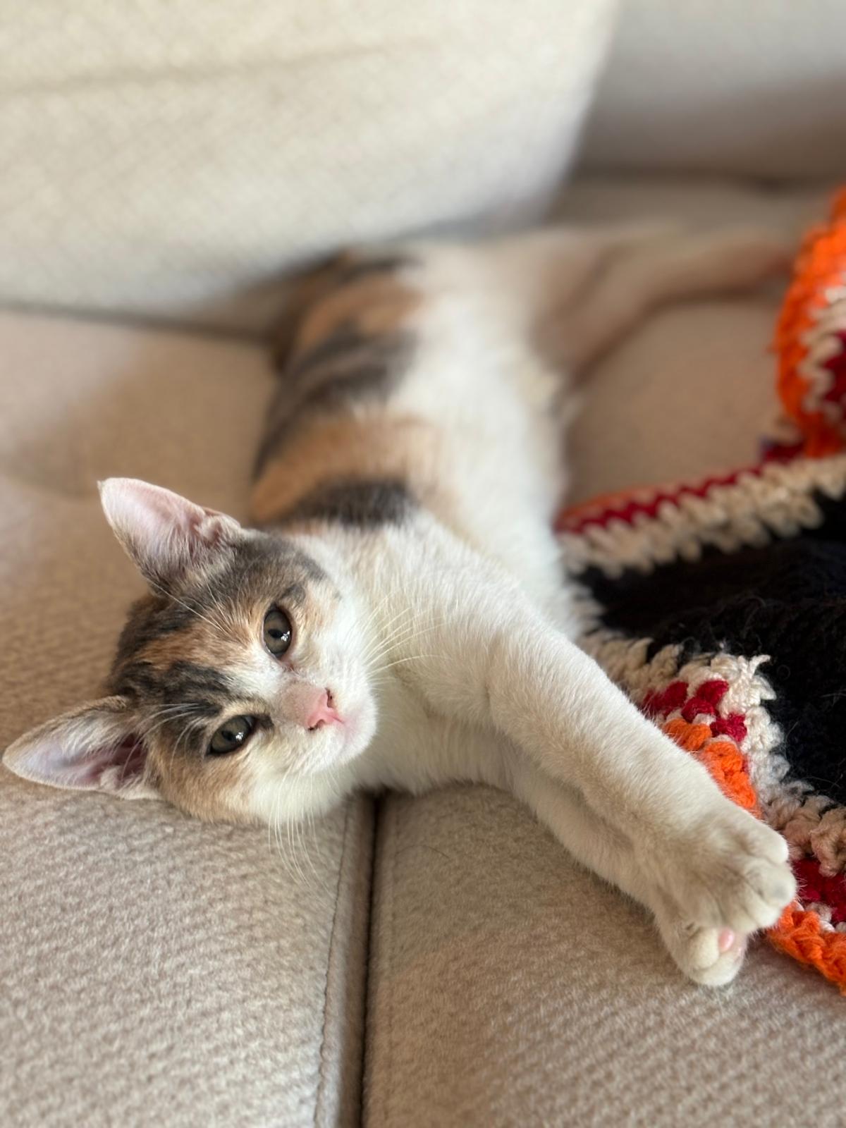 Çevriye, rescued stray cat and team member