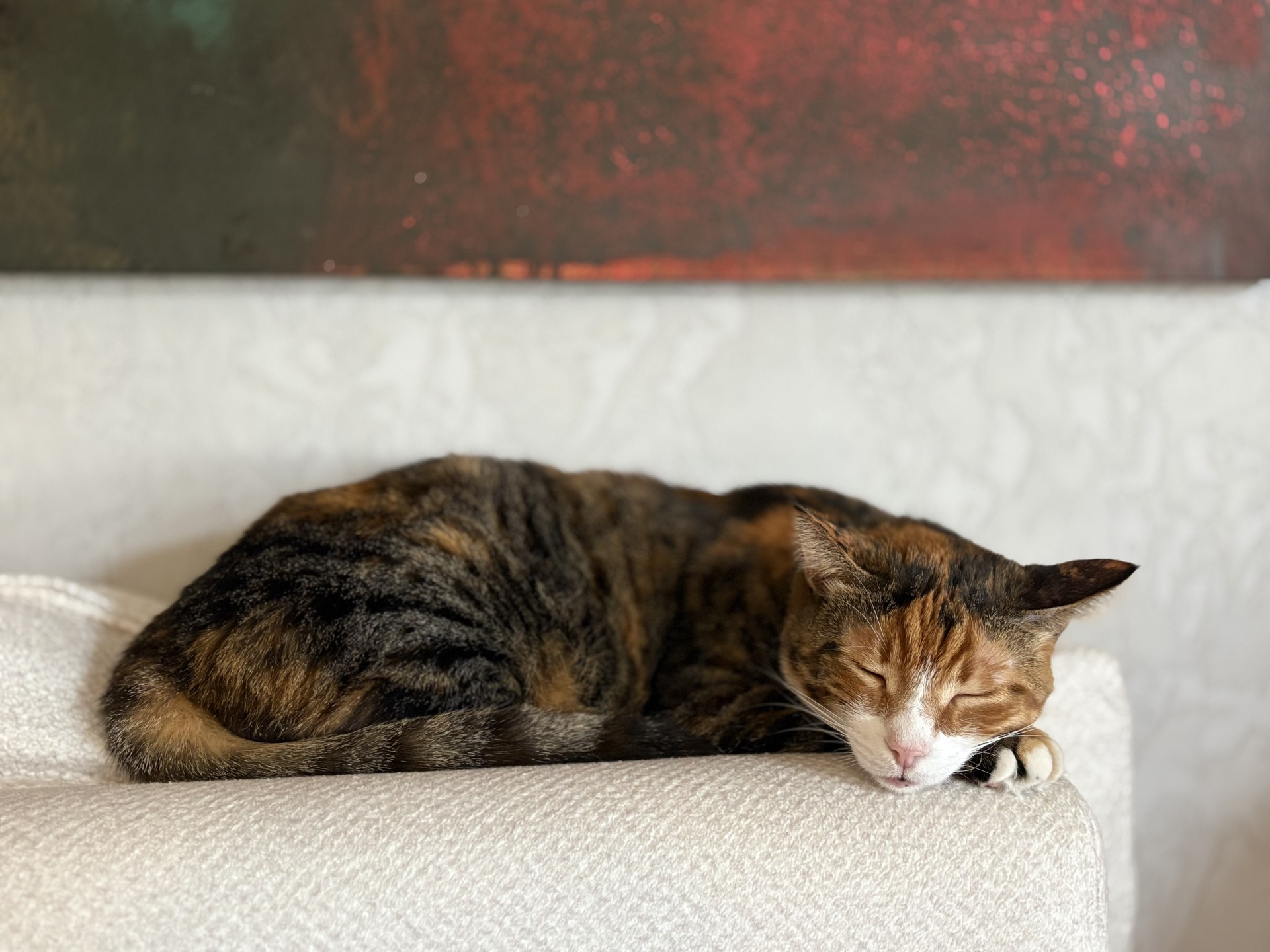 Muzo (Müzeyyen), rescued stray cat and team member