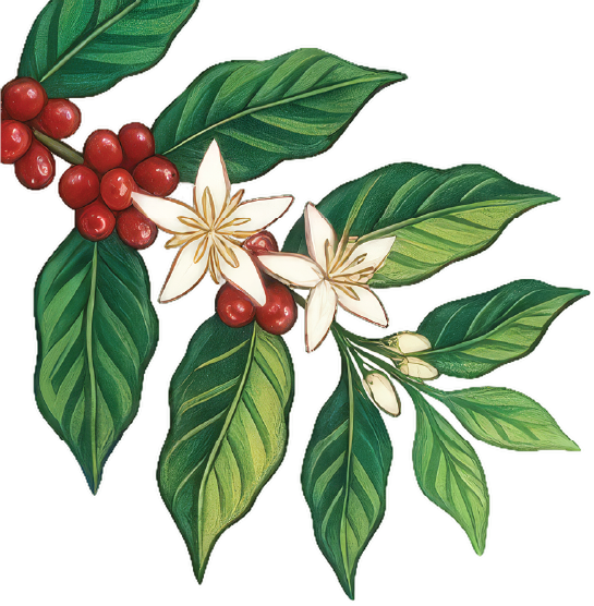 Illustration of a coffee plant branch with green leaves, red coffee cherries, and white coffee flowers.