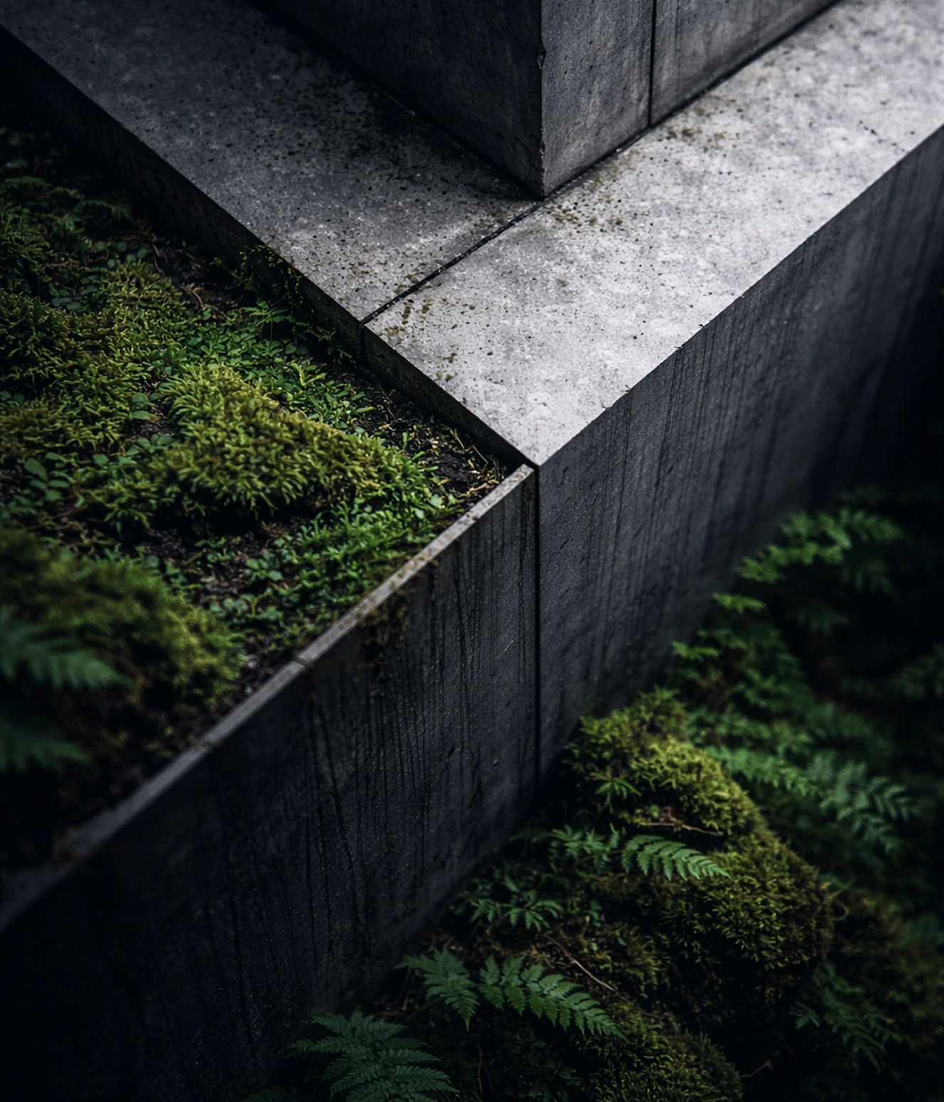 Close-up of concrete ledges with green moss and ferns growing around them in a shadowed outdoor setting.