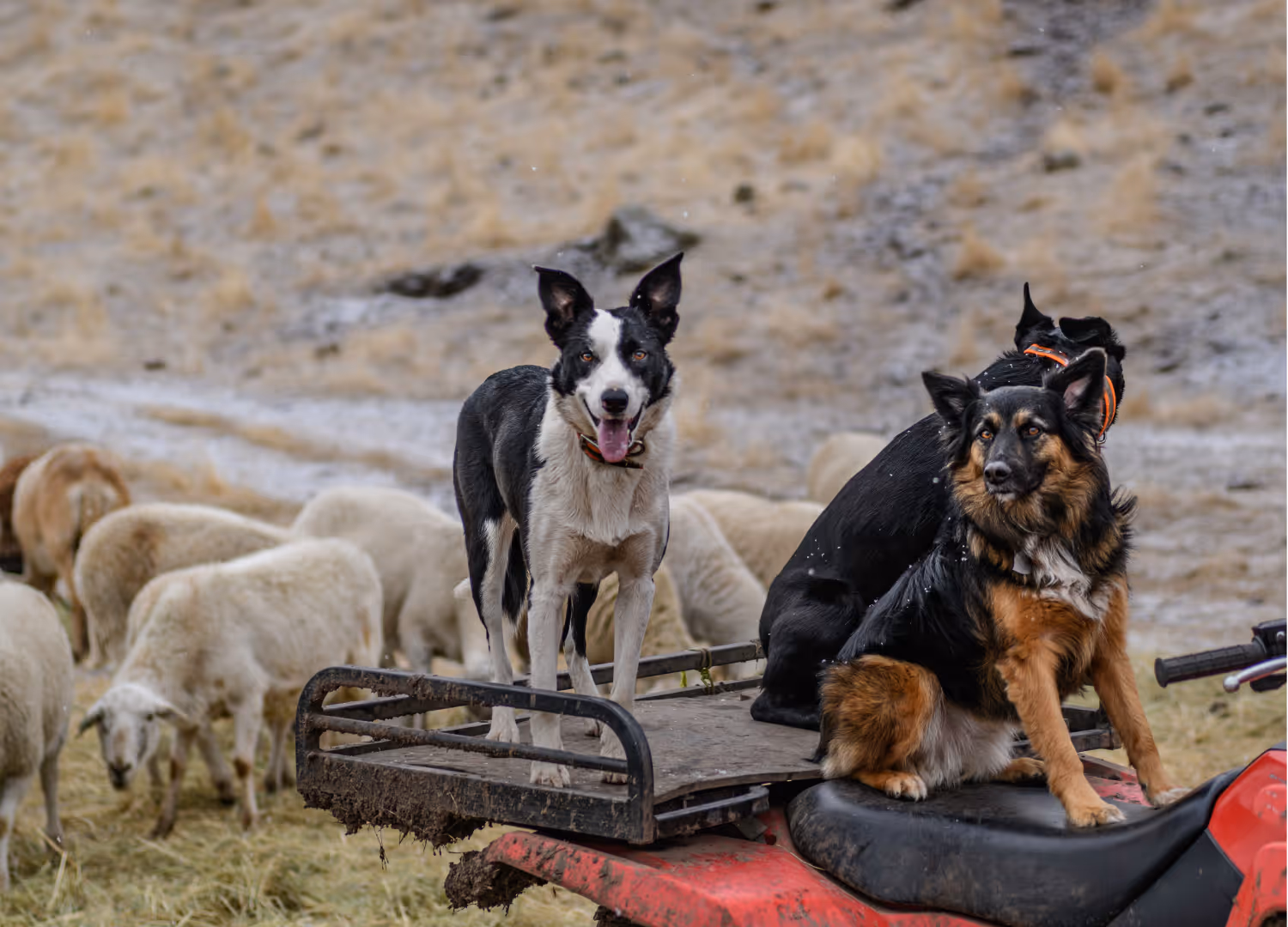 image of friendly interaction at the reception desk (for a veterinary clinic)