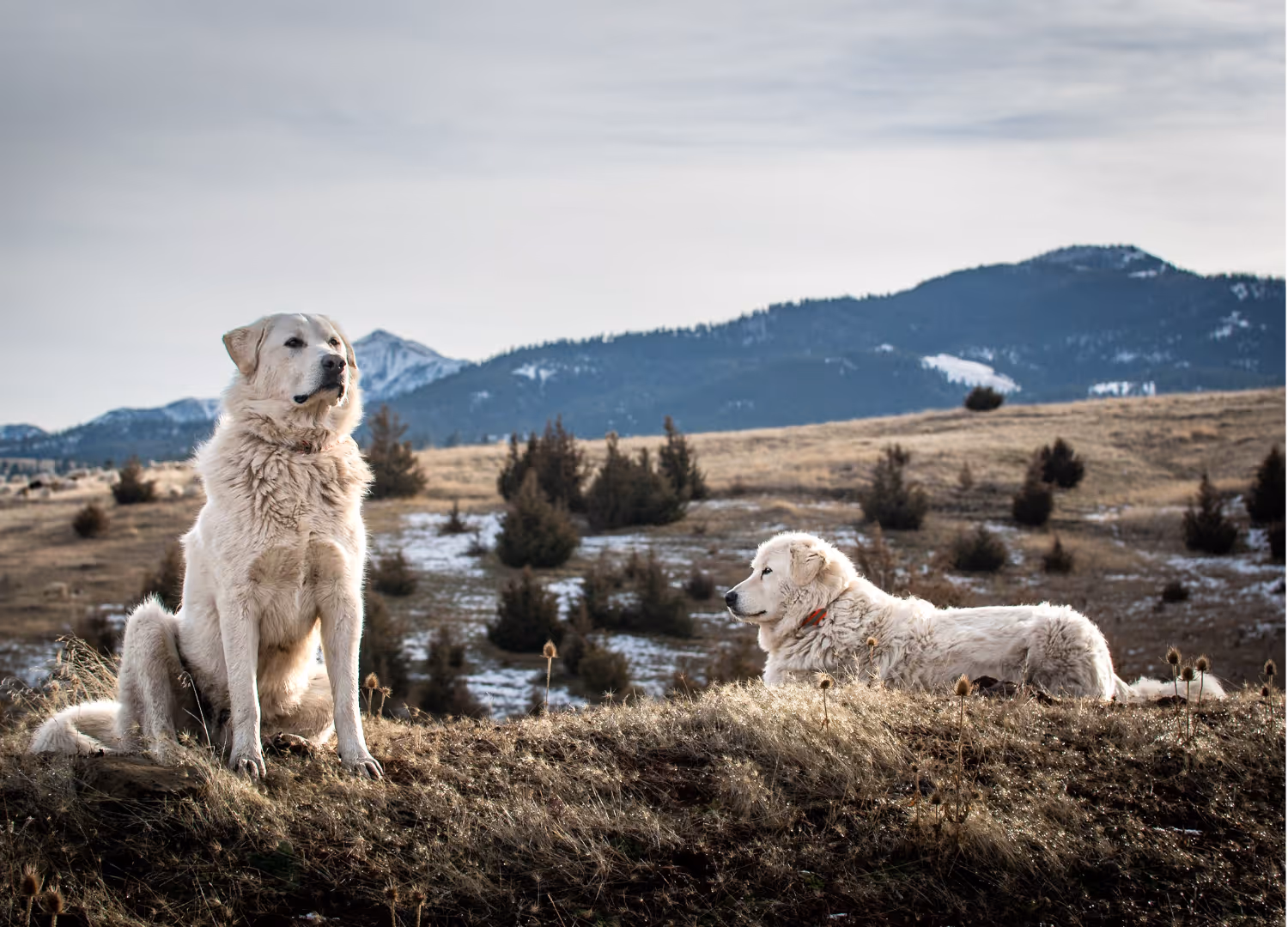image of veterinary services for animals