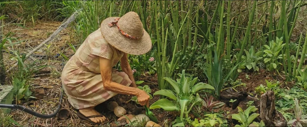 Jardins & Hortas em Jardins Marizá