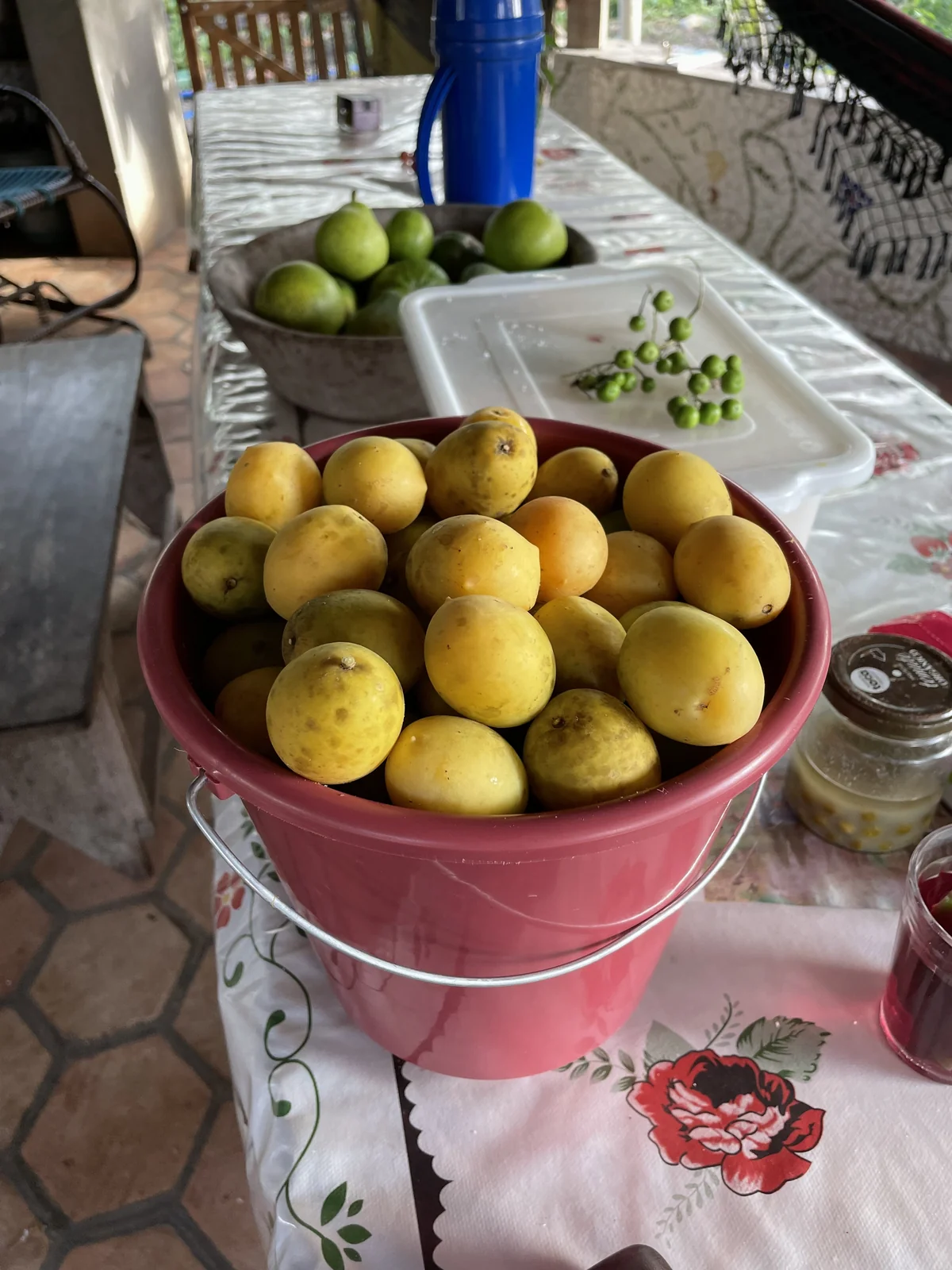 Produção local em Jardins Marizá — colheita de frutas