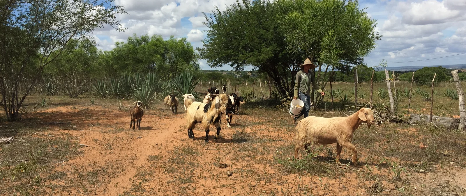 Cabras no sistema de Jardins Marizá