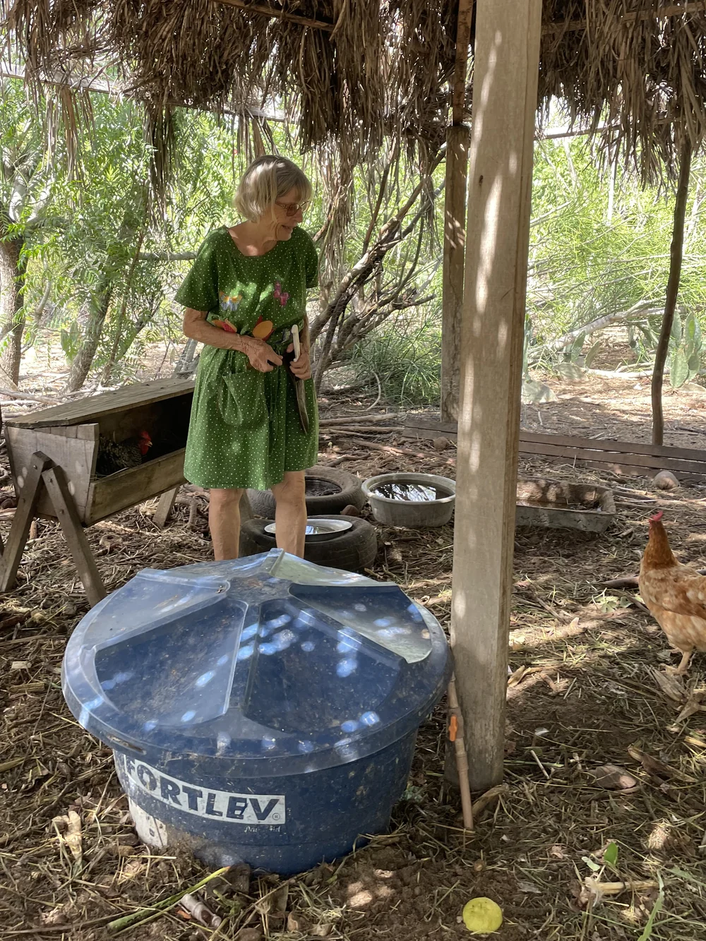 Marsha cuidando das galinhas — máquinas de compostagem