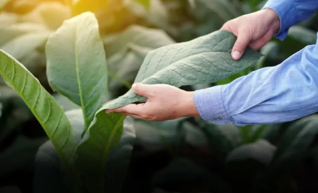 A person holding a green leaf in a field.