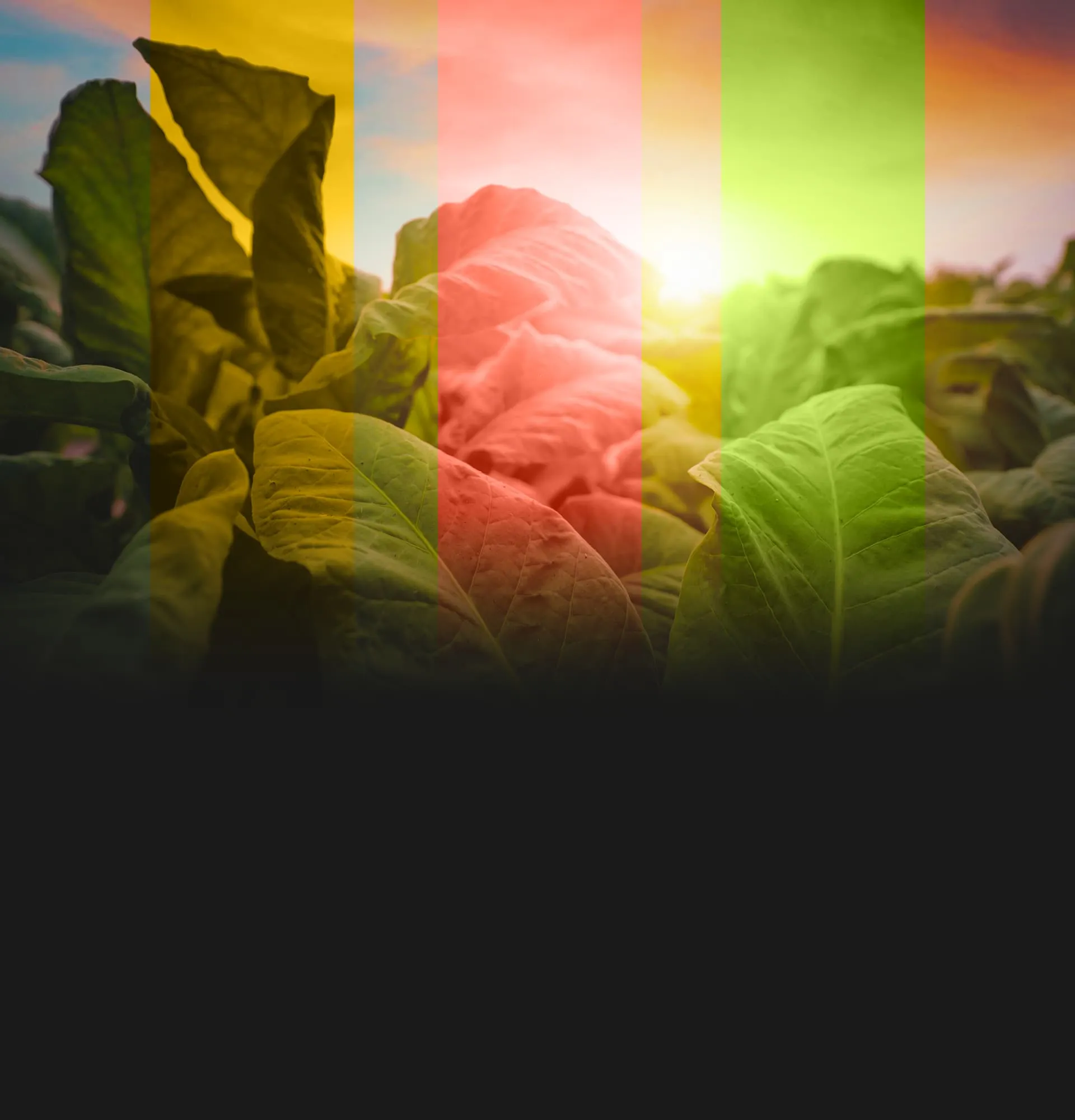 A picture of a green leafy plant with the sun in the background.