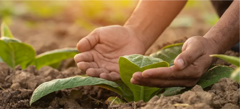 A person holding a plant in their hands.